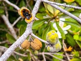 Image result for Huaceae