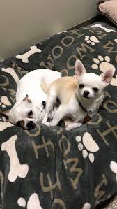 Maybe you would like to learn more about one of these? Chicago Heights Animal Hospital Home Facebook