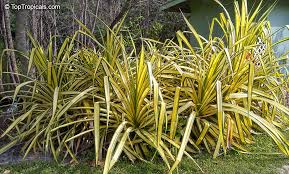 Image result for Pandanus sp. B