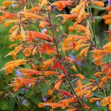 Image result for Asterochaete angustissima