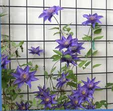 How to plant clematis on a trellis. 27 Garden Trellis And Lattice Ideas Wood Metal Clematis Trellis Climbing Plants Trellis Flower Trellis