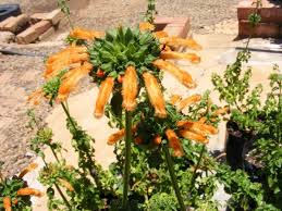 Image result for Leonotis ocymifolia