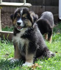 Currently taking deposits on eight female and … litter of seven healthy border collie puppies, fourm,threef born dec twenty eighth we have one blk/white males, one black/white females. 48 German Shepherd Wallpaper Borders On Wallpapersafari