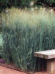 Image result for Panicum hochstetteri