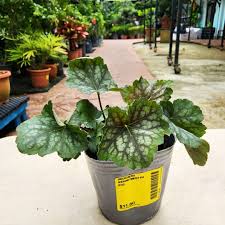 Image result for Begonia pulcherrima