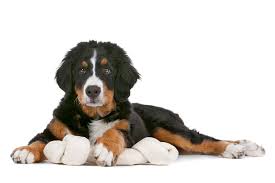 Maybe you would like to learn more about one of these? 5 Things To Know About Bernese Mountain Dogs