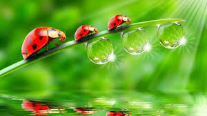 Thơ trong những tập thơ: tập thơ 'Khoảng giữa những giọt sương' của Lê  Thành Nghị
