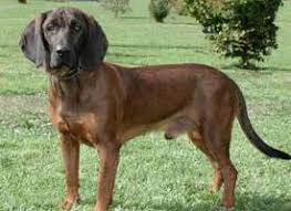 Image result for hannoverský barvář