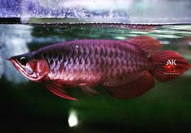 Aro Kingdom Aquatic Pet Store Singapore 3 Reviews 621 Photos Facebook