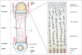 (captions in german, but region visible labeled as metaphyse.) the metaphysis is the wider portion of a long bone adjacent to the epiphyseal plate. The Long Bones Of Vertebrate Limbs Increase In Length By Growth From Download Scientific Diagram