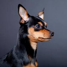 Are chihuahuas mix good dogs? 15 Chihuahua Mixed Breeds Pint Sized Cuties To Cuddle With