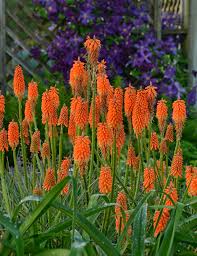 Image result for Kniphofia grantii