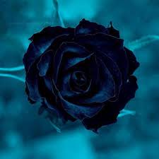 Dark Blue Rose Dark Blue Flowers Black Rose Flower Blue Rose Tattoos