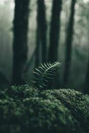 Enjoy and share your favorite beautiful hd wallpapers and background images. Tumblr Is A Place To Express Yourself Discover Yourself And Bond Over The Stuff You Love It S Where In 2021 Dark Green Aesthetic Nature Aesthetic Forest Photography