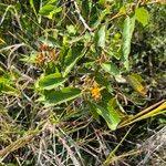 Image result for Grewia holstii