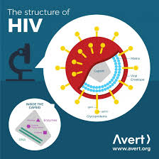 The Science Of Hiv And Aids Overview Avert