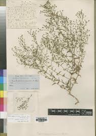 Image result for Wahlenbergia subaphylla