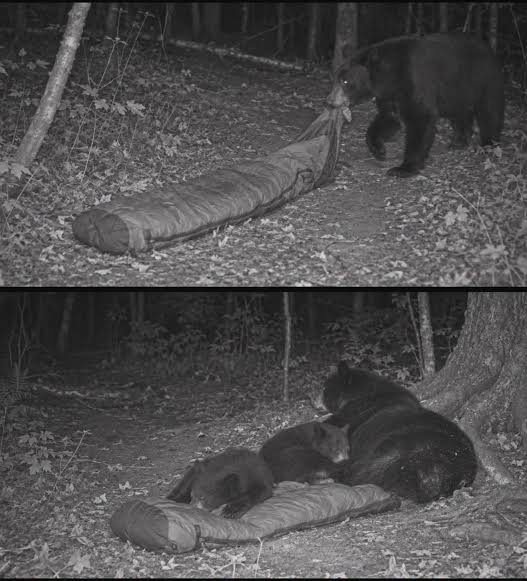 Man finds wild bear cub sleeping beside his wife in tent during camping trip