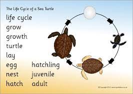 Life Cycle Of A Sea Turtle Word Mat Sb9473 Sparklebox Turtle Life Cycle Life Cycles Sea Turtle