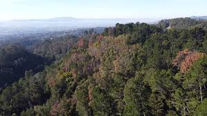 How often do you water the plant: A Disease Outbreak Is Killing Bay Area Trees Bay Nature