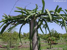 Check spelling or type a new query. Toptropicals Com
