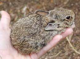 What To Feed A Baby Cottontail Rabbit Rabbit Animals Beautiful Small Pets