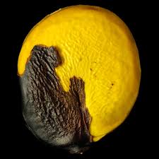 Image result for Scorodophloeus