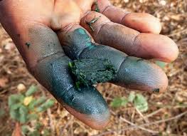 Image result for Philenoptera