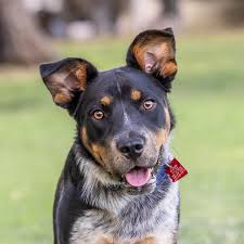 Available for adoption: Adelaide, aka Addy! In her own words: “Hi there! My  name is Addy and I am just about a year old. My foster family says I'm a  cattle dog