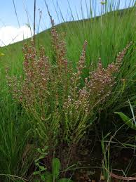 Image result for Erica woodii