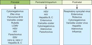 Viral Infections Of The Fetus And Newborn Sciencedirect