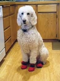 Pin On Poodles