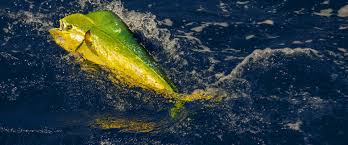 Browse 1,035 dolphin fish stock photos and images available, or search for mahi or marlin to find more great stock photos and pictures. Mahi Mahi Fishing Charters Dolphin Fishing Florida Keys Hawks Cay