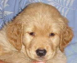 Labrador retriever, colorado » denver. Akc Golden Retriever Puppies For Sale In Las Cruces New Mexico Classified Americanlisted Com