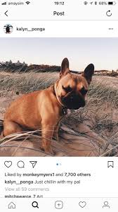 Maybe you would like to learn more about one of these? Tracy On Twitter Adorable Dog Bromance With Connor Watson Part Of A Trendy Gang With Dogs Kids Love Him If You Don T Follow Kalyn Ponga On Instagram What Are You Even Doing With
