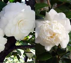 We did not find results for: Shrubs For A White Garden Create A White Flower Garden