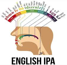 2011 was the 125th anniversary of the founding of the ipa. English Ipa Diagram Speech And Language Phonetic Alphabet Speech Language Pathologists