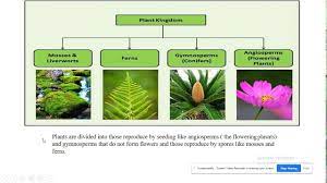 How leaves sense the change in day length and after a cascade of steps this video gives you a snapshot on the parts of the flower and various classification of flowers based on their arrangements and. Plant Kingdom Classification Taxonomy Of The Biological System Youtube