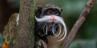 Which male animal gives birth to babyplease subscribe my chanel😐👏 Emperor Tamarin Smithsonian S National Zoo