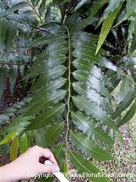 Image result for Monoon longifolium