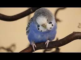 Ach Ja Den Ganzen Tag Nichts Tun Und Sich Nur Zu Den Mahlzeiten Bewegen Was Fur Menschen Wie Der Perfekte Urlaubstag Kli Wellensittich Sittich Nymphensittich