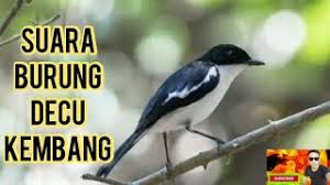Maybe you would like to learn more about one of these? Decu Kembang Betina Decu Jual Hewan Peliharaan Burung Terlengkap Di Indonesia Olx Co Id