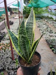 Image result for Sansevieria trifasciata