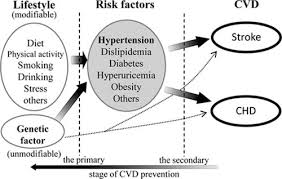 Are explained in this presentation for the prevention of hypertension and lifestyle changes for hypertension. Prevention Of Hypertension And Cardiovascular Diseases Hypertension