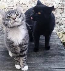 Despite the fact that black cats are often considered an omen of bad luck, in many places of the world, they are actually considered good and lucky. 8 Spooky Facts About Black Cats Meowingtons