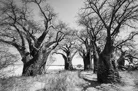 Image result for Afrosolen bainesii