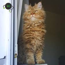 Maybe you would like to learn more about one of these? Curly Selkirk Rex Colortest Genimal Biotechnologies
