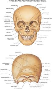 The skull performs vital functions. Anatomy Bones Skull Anatomy Human Anatomy