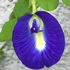 Image result for Clitoria