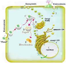 Endocytosis And Lysosome Digestion Cell Biology Teaching Biology Biology